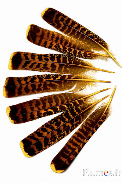 Gallo cedrone - 19-21 cm - giallo-caffè